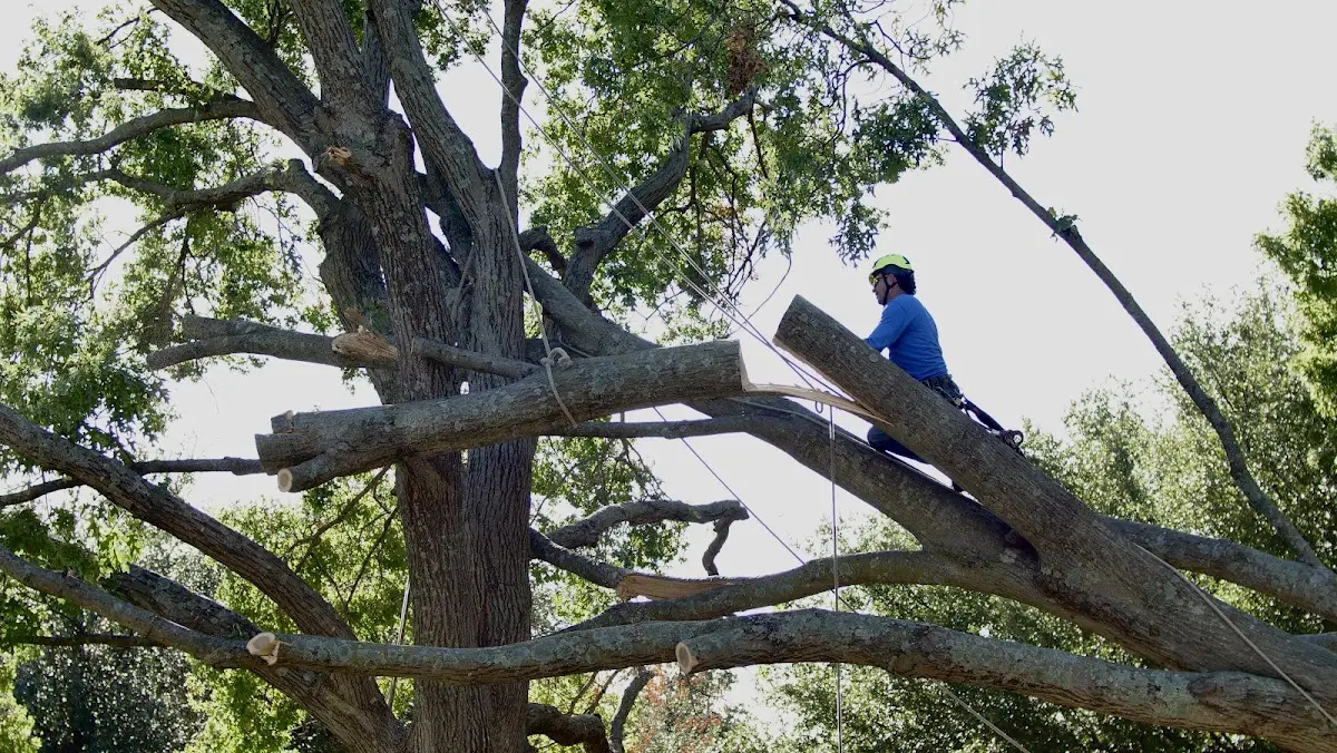 Professional Hazardous Tree Removal performed by certified arborists in Borup